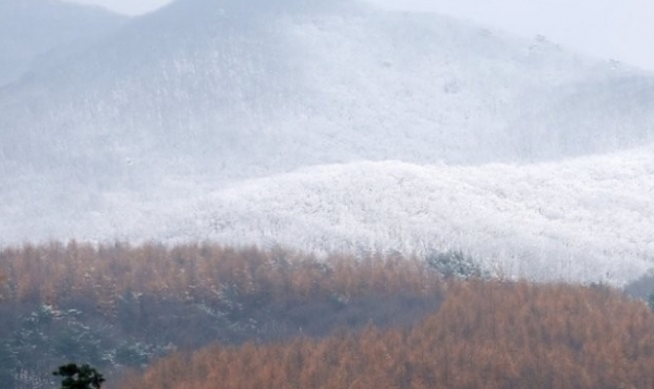 눈 쌓인 대관령 / 연합뉴스 자료사진