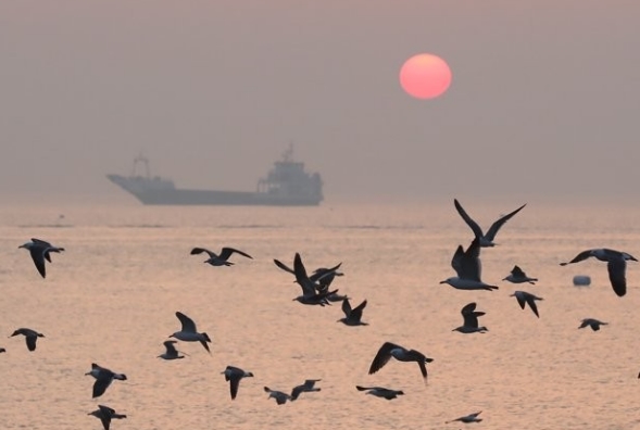 갈매기들이 어디론가 향하고 있다. / 연합뉴스