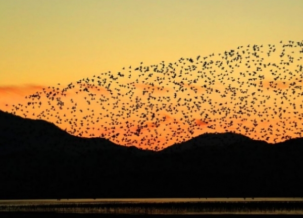 경남 창원시 의창구 주남저수지의 겨울 철새들 / 연합뉴스
