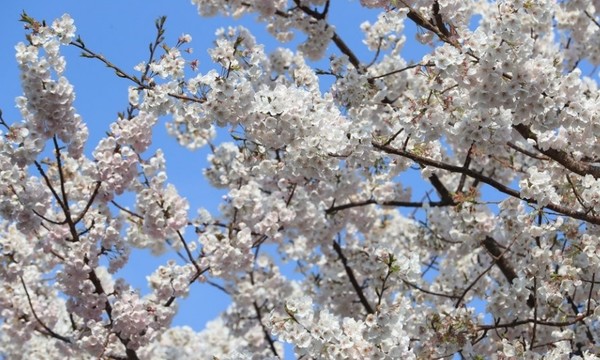 활짝 핀 벚꽃 / 연합뉴스