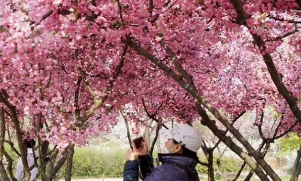 화창한 봄 날씨를 보인 지난 12일 대전시 서구 한밭수목원을 찾은 시민이 활짝 핀 서부해당을 카메라에 담고 있다. / 연합뉴스