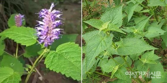 방아풀 / 필자 제공