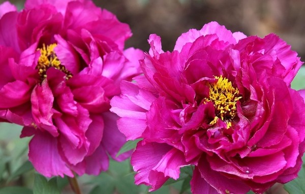 진분홍빛 모란 '자운전' / 연합뉴스