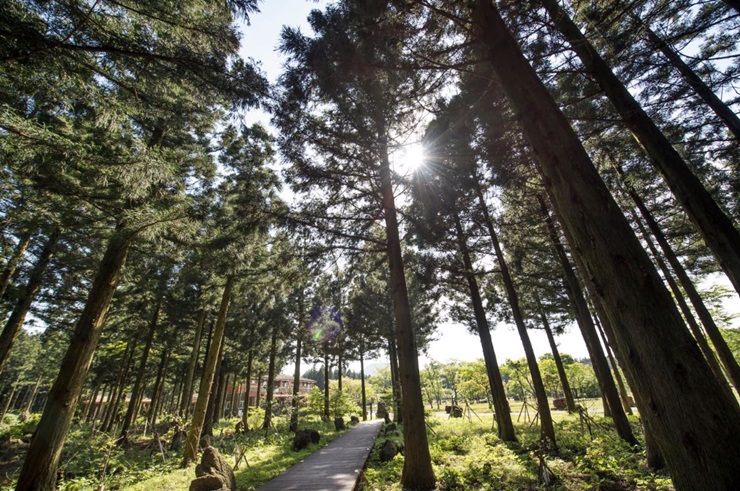 제주도 붉은오름자연휴양림 / 제주관광공사 제공