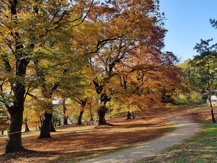 파주 장릉 느티나무숲. 장릉 능침 뒤편으로 1700m의 숲길이 개방된다. / 문화재청 제공