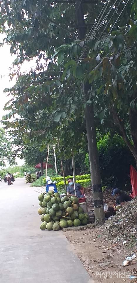 양곤 거리 풍경. 생계를 위해 죄판상들이 코코넛을 팔고 있다. 하나에 9백원쯤 한다.