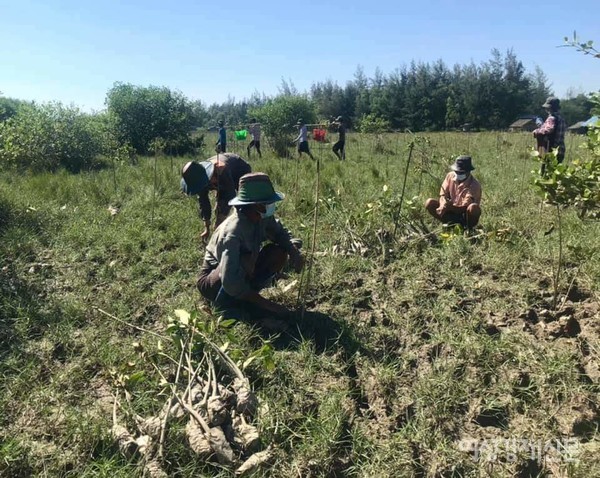사라진 맹글로브 숲을 복원하는 양곤 항구 근처의 바닷가 작업 현장. 베트남 등 동남아에 심각한 현상이다. 맹글로브 숲은 기후변화에 주요한 역할을 하기 때문이다. 