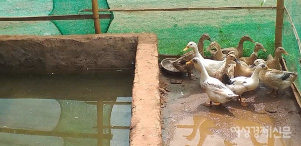 마을을 방문한 한 한국분이 만들어준 축사. 오리, 돼지를 학생들이 직접 키운다. 대도시와 떨어져 후원을 기대하기 어려워 자립하는 게 중요하다. 