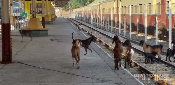 양곤 중앙역(Central Station) 모습. 전쟁 때 일본의 폭격으로 파괴되어 1954년 새로 단장했다. 이곳에서 미얀마 전역으로 가는 기차가 출발한다. 도시에서 도시로 기차가 이어진다. 미얀마 철도는 초기 영국 식민시절인 1877년 시작되어 오랜 역사를 지닌다. 철도시설이 너무 낙후되어 한국, 일본이 지원하여 새롭게 바꿀 예정이다. 염소들이 누굴 마중 나왔는지 플랫폼에 들어왔다.