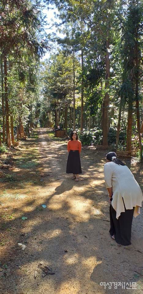 중국 국경지대와 가까운 삔우린은 커피를 수확하는 계절이다. 12월과 1월에 붉은 커피열매를 딴다. 이 지역을 중심으로 미얀마 커피루트가 몰려 있다. 산지마다 향과 맛이 다르다. 미얀마는 그늘나무 아래 커피나무를 재배하는 방식이어서 수확량이 적다. 커피농장을 구경하러 온 여행자들이 농장에서 사진을 찍고 있다. /사진=정선교