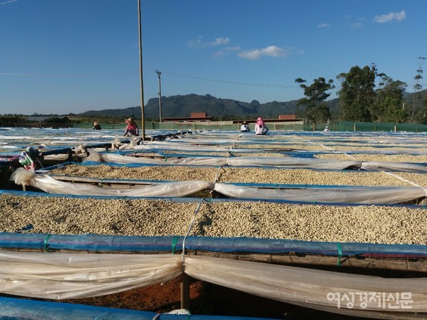 맛이 부드러운 커피로 유명한 유아엥 산지에서 커피를 수확하는 모습. 미얀마 청년들에게 인기 있는 커피 브랜드다. 체리 껍질을 벗기고 말리는 가공작업이 대규모로 이루어진다.