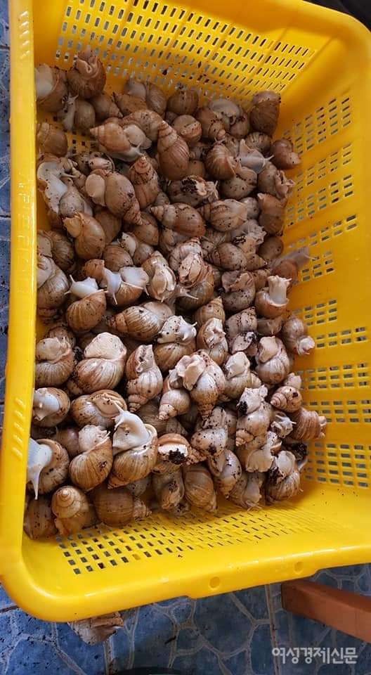 임 씨는 사업에 실패한 후 양곤에서 5시간 걸리는 오지마을 힌드라 농촌에 들어가 10년을 살았다. 마을에 달팽이 키우는 일을 보급하며 이웃들과 친하게 지냈다. 코로나로 중국상인들의 거래가 끊기면서 끼니를 굶는 일이 지속되었다. 게다가 오버스테이가 겹쳐 앰블런스로 양곤으로 와야만 했다.