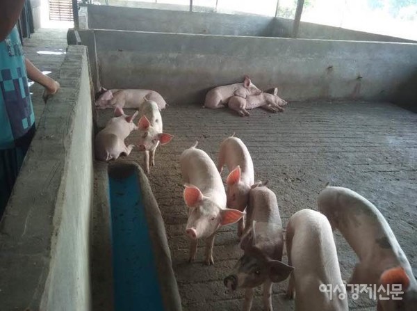 35년 전 미얀마로 온 교민 1세대인 송 씨. 순탄한 사업 끝에 공장에 화재가 나고, 교통사고가 발생해 대퇴부살이 모두 찢겨나가는 부상을 입었다. 현재 양곤에 움막을 짓고 하루 6만원 정도의 생활비로 힘겹게 살고 있다. 돼지를 키워 오버스테이를 해결하려 했지만 강이 범람해 모두를 잃었다.