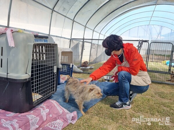 구조된 동물들을 돌보고 있는 전진경 대표./전진경 대표