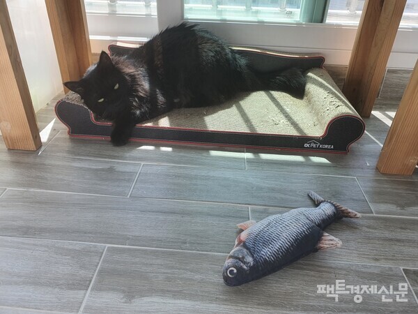 전진경 대표가 현재 키우고 있는 반려묘. 애니멀호더에게서 구조해 2년째 함께하고 있다./전진경 대표 제공