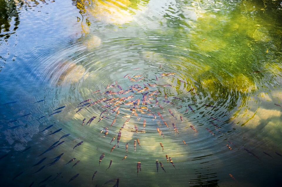 악어 관상을 지니면 본능에 충실한 인물로 살아간다. 주어진 사명 따라 매뉴얼대로 판단하고 행동한다. 썩은 고기, 전염된 고기 가리지 않고 부패한 대상을 뼈까지 통째로 먹어치워 강(江)을 정화한다. / 픽사베이