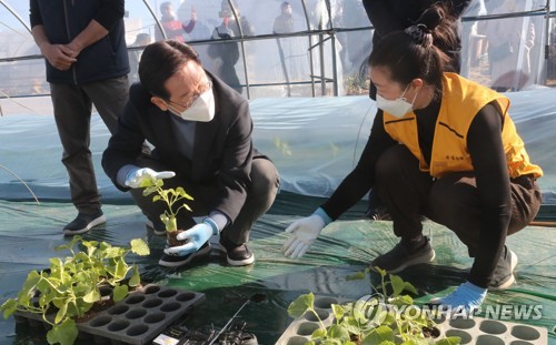이재명 후보가 13일 경북 성주군 다정농원을 찾아 성주 참외 모종 심기 체험을 하고 있다. /연합뉴스