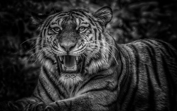 2022년 임인년은 '검은 호랑이의 해'다. /픽사베이