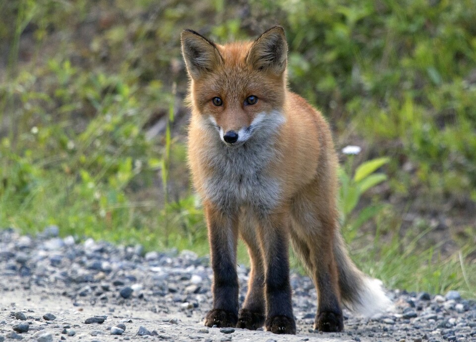 김종인 총괄선대위원장과 이준석 대표는 관상 궁합이 딱 맞는 순망치한(脣亡齒寒) 관계다. / 픽사베이
