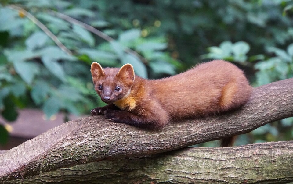 담비가 아무리 호랑이에게 덤비는 용맹함이 있더라도 한계성을 벗어나지 못하면 다양한 계층의 지지를 받지 못한다. / 픽사베이