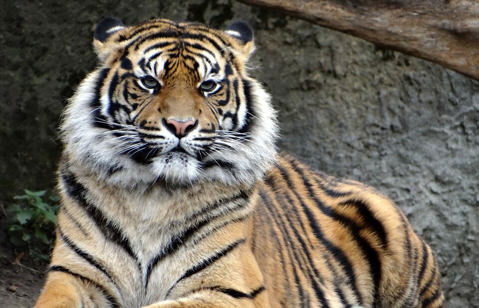 김동연 새로운물결 대선후보는 호랑이 관상이다. 그중에서도 인간에게 사육된 호랑이상으로 볼 수 있다. 때문에 비슷한 조건을 지닌 인물들과는 차별성이 뚜렷하다. / 픽사베이