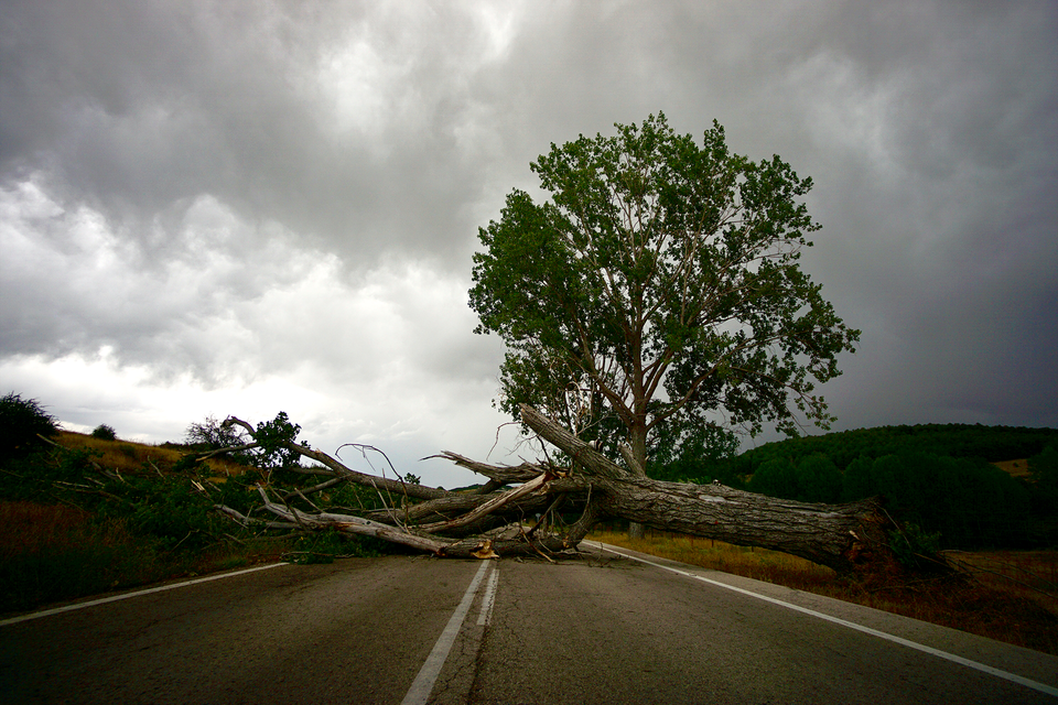 큰 나무일수록 뿌리가 부실하면 작은 바람에도 쉽게 쓰러진다. / 언스플래쉬