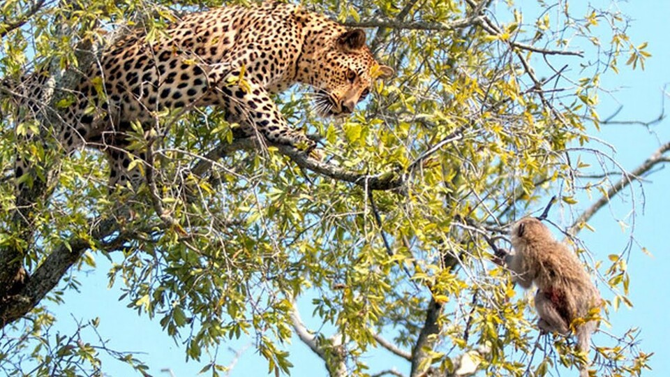 백재권 교수는 한동훈 법무부 장관 후보자가 원숭이상이라고 말했다. 그는 한 후보자가 원숭이상 중에서도 손꼽히는 천재로 타인의 시기와 질투로 억울한 일을 당하는 경우가 있어 긴장을 늦추면 안된다고 했다. / aily mirror uk