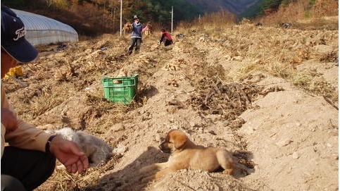 노부부가 밭일을 하는 사이 한가롭게 쉬는 강아지. /사진=송미옥