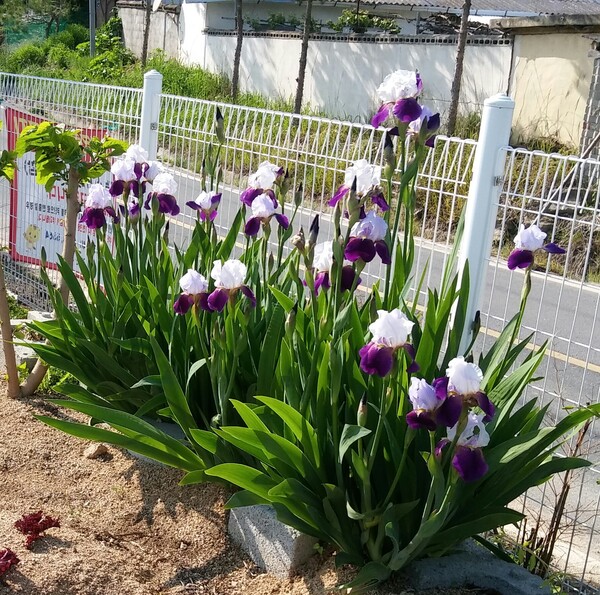 길가에 핀 꽃도 이제 만개한 뒤 스러지며 여름을 예고하고 있다. /사진=송미옥