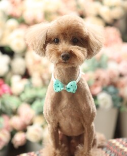 파란색 코끼리의 앞 글자를 따 ‘파코’라고 이름 지었습니다. /민은미