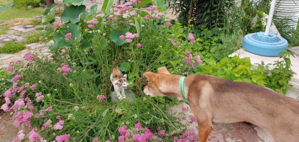 나와 함께 살고 있는 고양이와 개, 서로 소통을 잘하는 것 같다. /사진=송미옥