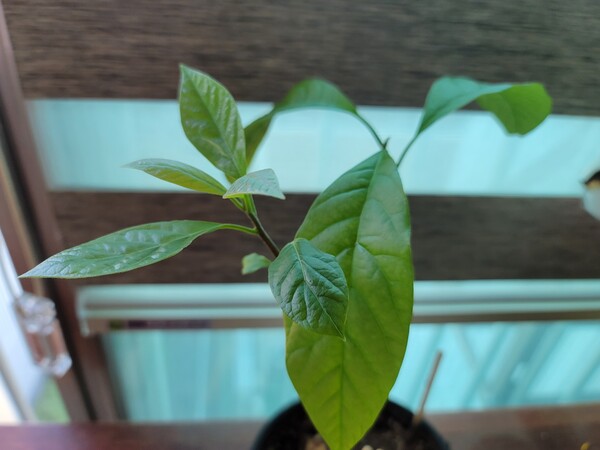 무심코 던진 아보카도에서 잎이 자라고 있다. /사진=홍미옥