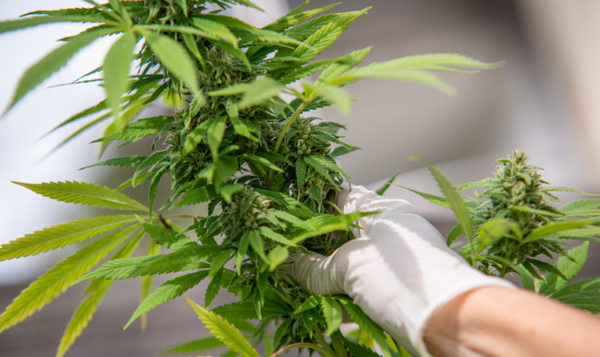 대마 /게티이미지뱅크