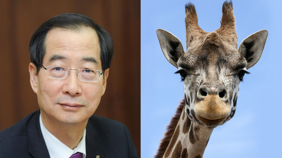 윤석열 정부 초대 총리인 한덕수 국무총리는 온화하고 합리적인 '기린상'을 지녔다. /연합뉴스, 언스플래쉬