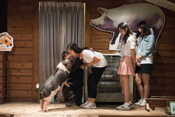 이천시 돼지박물관은 돼지라는 생물의 존엄성을 배울 수 있는 교육농장이다. /사진=김성주