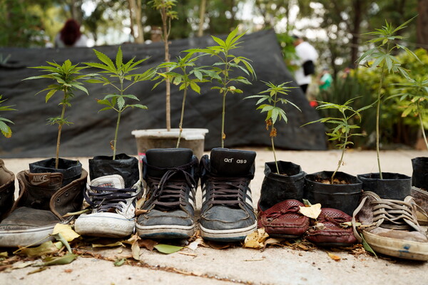신발에서 자라는 마리화나(대마). /연합뉴스