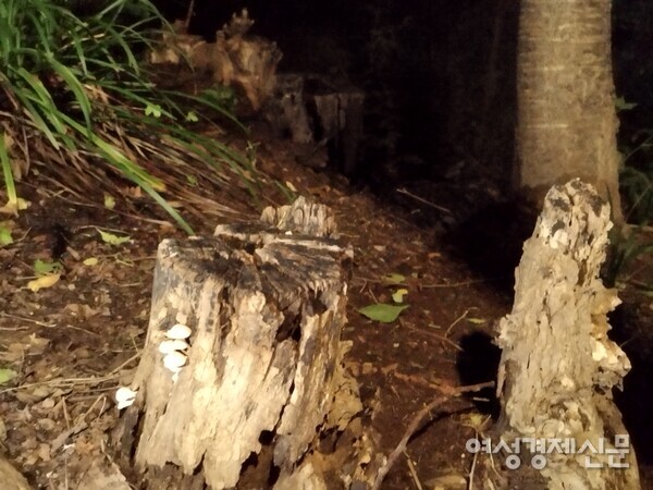 매봉산 산책로에 있는 나무가 잘려있다. /김현우 기자