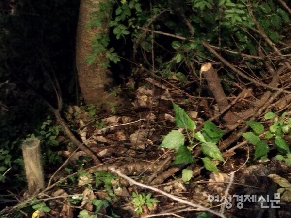 매봉산 산책로 나무들이 잘려 훼손된 모습. /김현우 기자