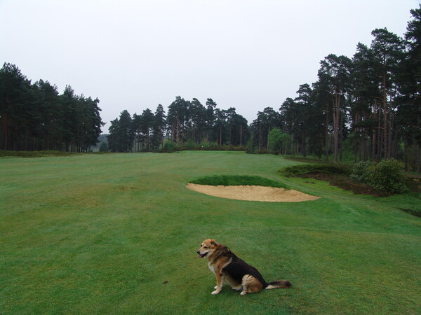 스윈리 포레스트 그린키퍼의 동반자 /오상준