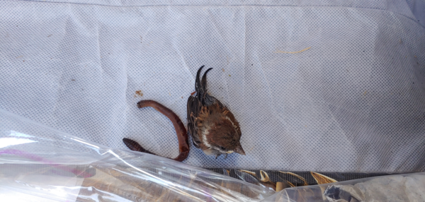 논물에 빠진 참새에게 지렁이를 잡아 넣어준 아이들 /사진-송미옥