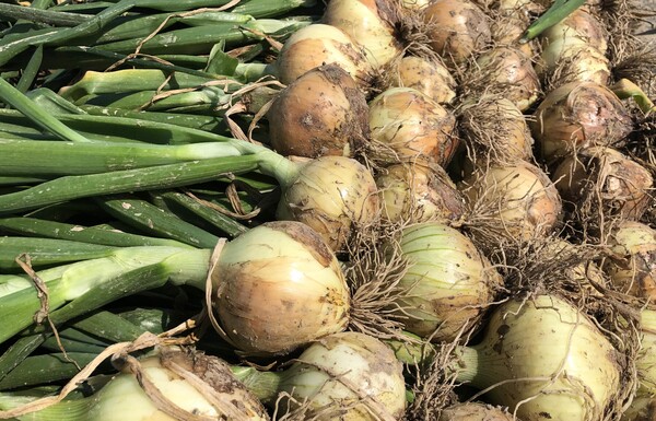1년 새 양팟값이 두 배로 뛰며 ‘금파’가 됐다. 농축산물 물가가 지속해서 상승세를 보이는 가운데 정부가 추석 대비 가격 안정 방안을 철저히 준비하겠다고 약속했다. /연합뉴스