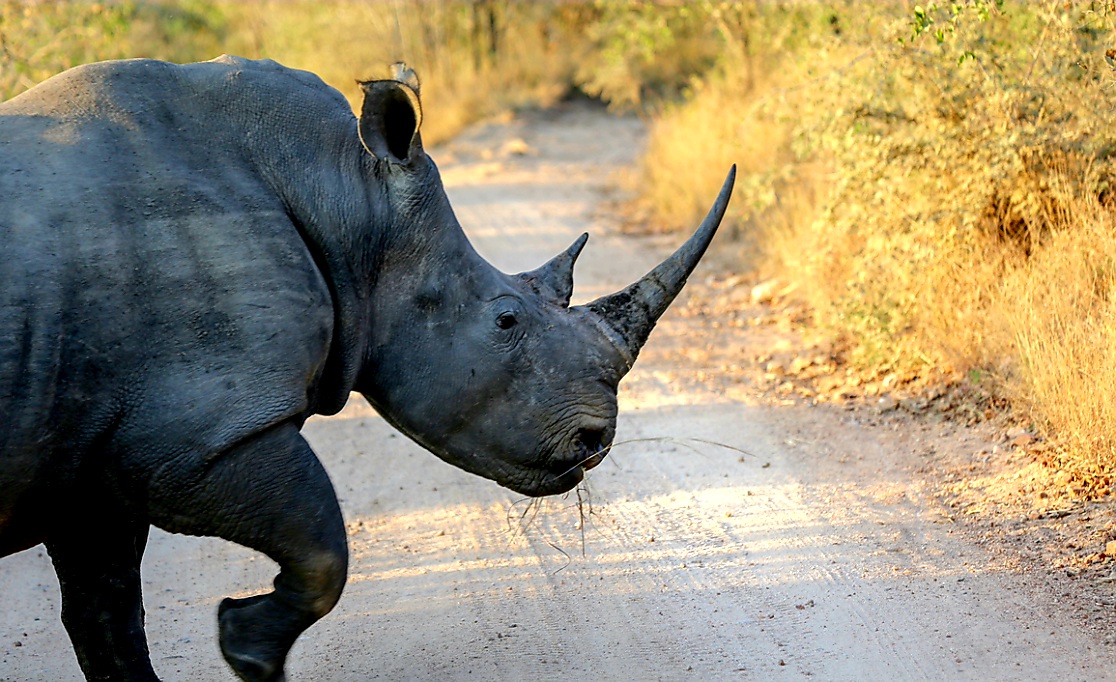 코뿔소는 덩치가 커서 멀리서도 볼 수 있어 충돌 사고를 사전에 예방할 수 있다. 그런 코뿔소를 쉽게만 보다가 통제 불능의 위험에 빠질 수 있는 상황을 ‘회색코뿔소’라고 한다. /AP=연합뉴스