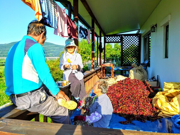 어떤 일이든 찾아서 봉사하시는 동네 어르신들-전날,고추 꼭찌 딴다고 했더니 장갑을 들고 출근하듯 오셨다. /송미옥