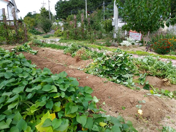 마당 한귀퉁이 작은 텃밭에 이것저것 심어놓고 나도 식물과 친구가 되어 놀고 있다. /송미옥