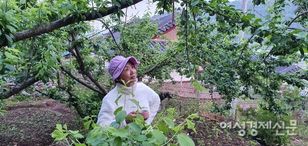 아내가 수확을 앞둔 매실의 상태를 확인하고 있다. /사진=정진권