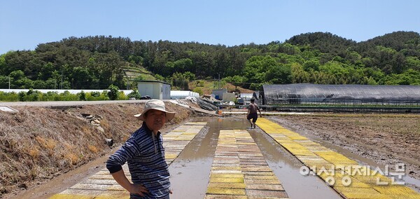 발아된 모판을 못자리 논에 옮기는 작업을 하고 있다. /사진=정진권