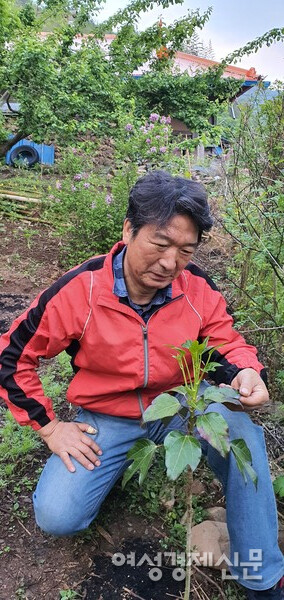 겨울을 넘긴 황칠나무를 살펴보고 있다. /사진=정진권