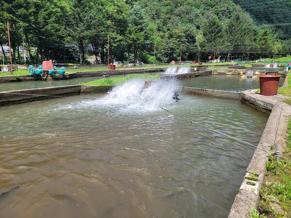 평창군 미탄면 원복수산의 송어 양식장 /사진=김성주