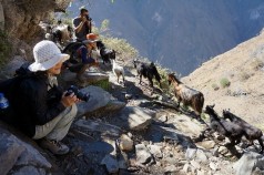 차마고도에서 양떼에게 길을 비켜주는 여행객. 여행은 배려와 내려놓음을 배우게 한다. /사진=한익종
