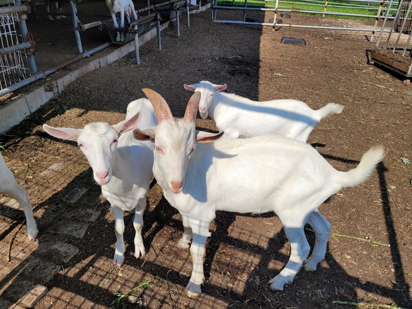 수피아 농원의 새끼 산양들이 방문객을 반기고 있다. /사진=김성주